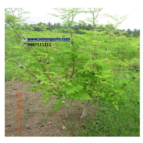 Moringa oleifera dry leaf